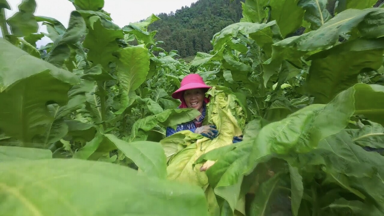 古丈：官坝采烟烘烤忙 产业富民双丰收