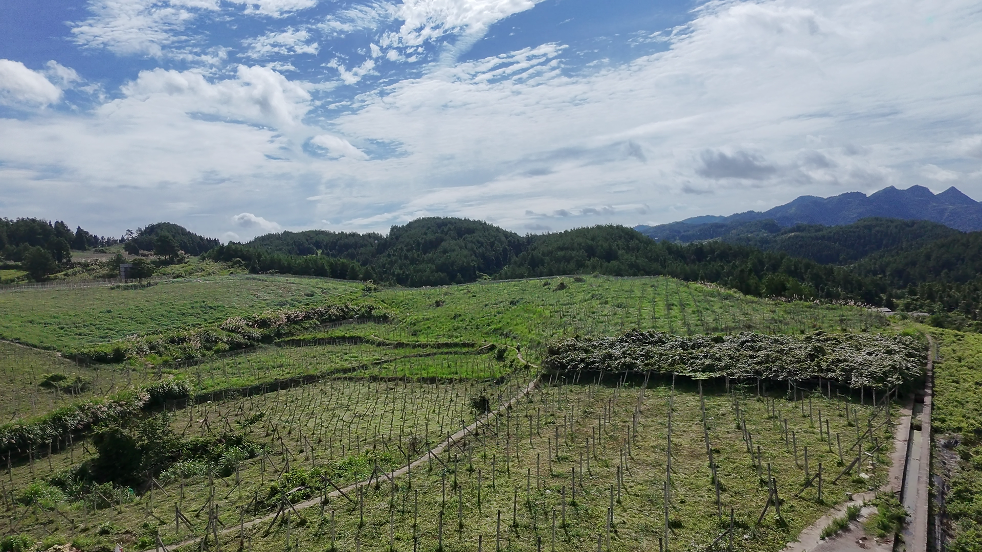 古丈断龙山镇尚家村：吊瓜种植助增收 产业振兴添活力