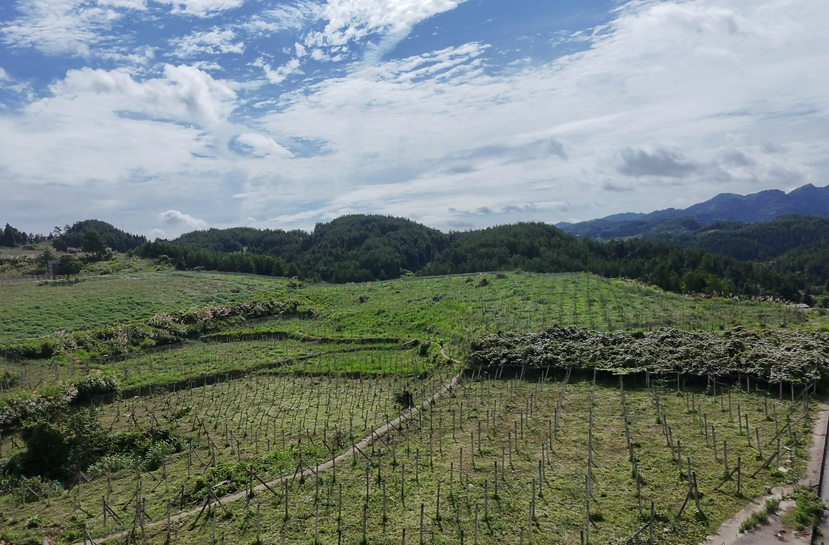 湘西古丈斷龍山鎮(zhèn)尚家村：吊瓜種植助增收 產(chǎn)業(yè)振興添活力