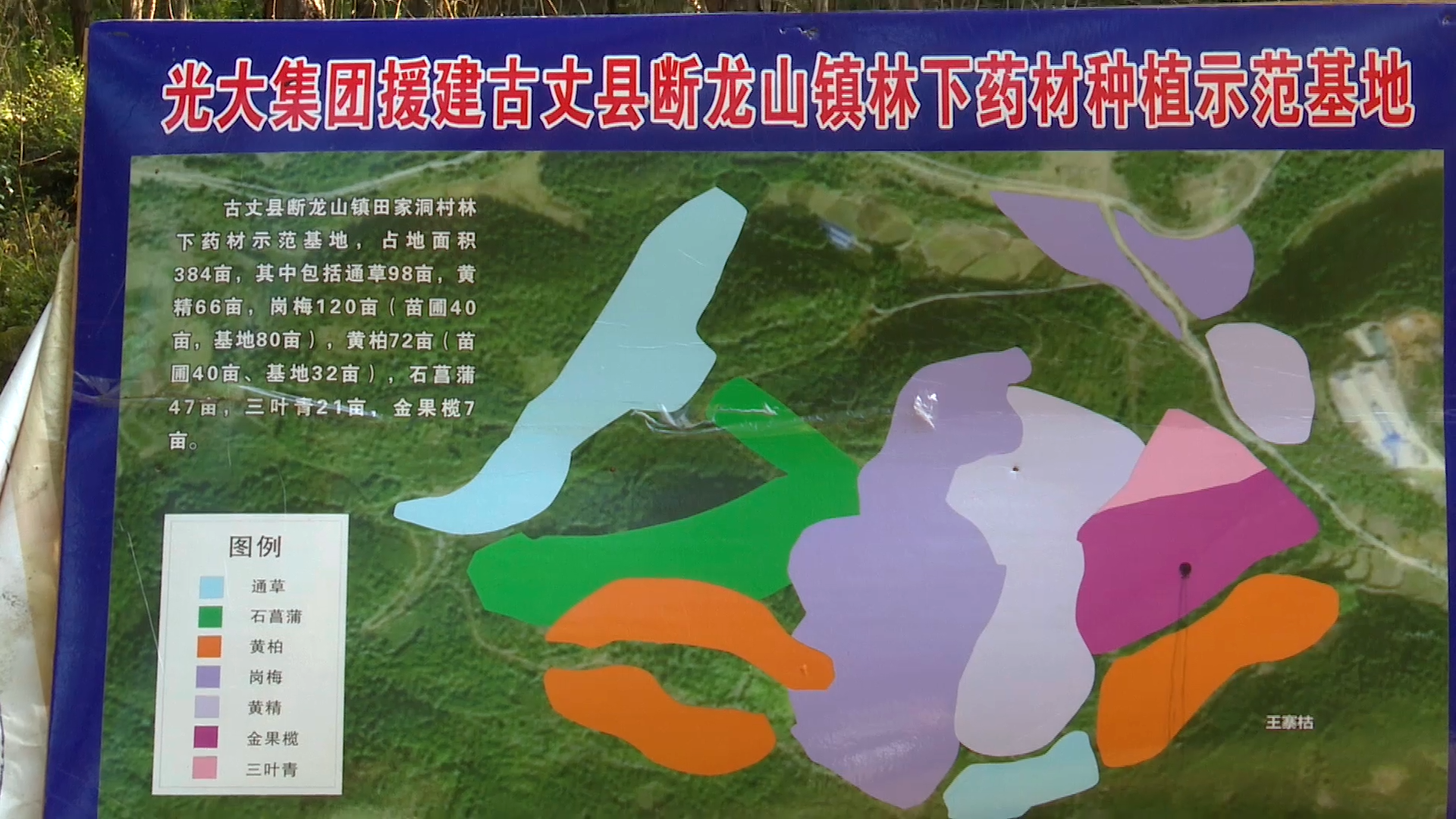 湘西古丈：林下种植中药材 铺就绿色致富路
