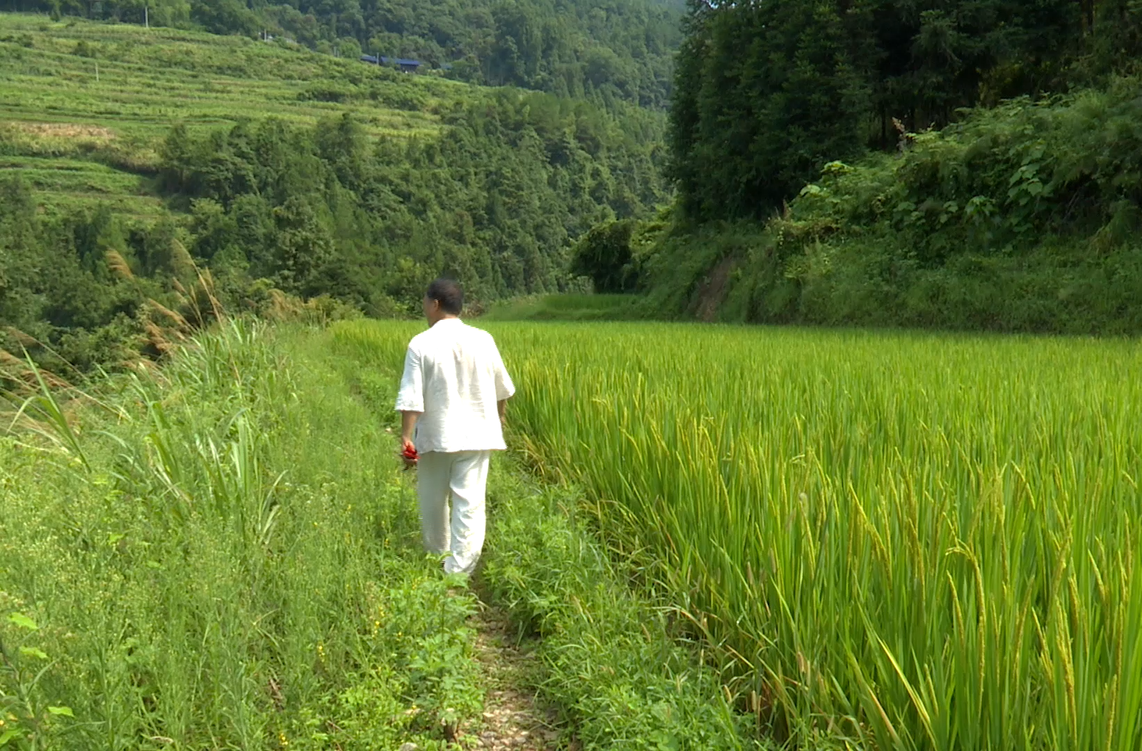 【退伍不褪色 忠诚守初心】 汪道军：从“红旗车驾驶员”到乡村振兴“领路人”