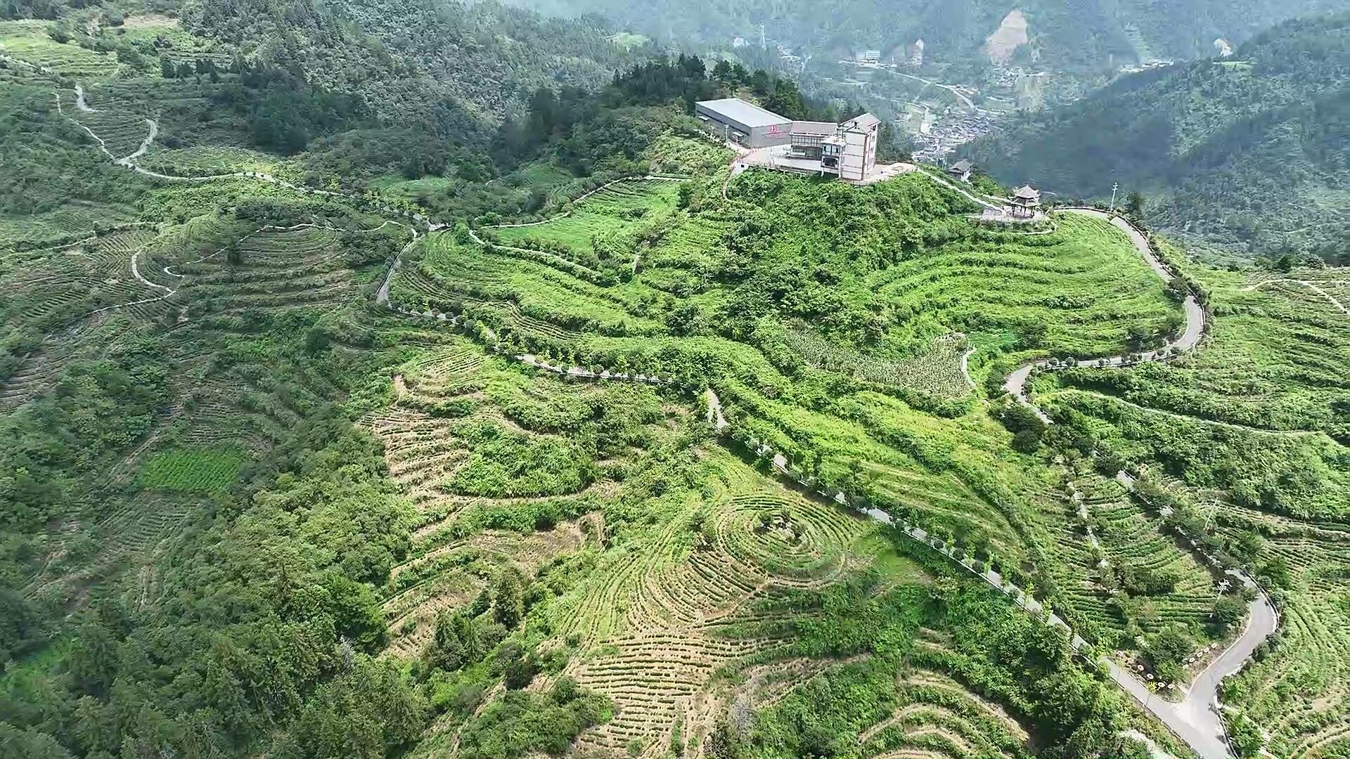 古丈县翁草村抢抓农时 加强“白叶一号”夏秋培管