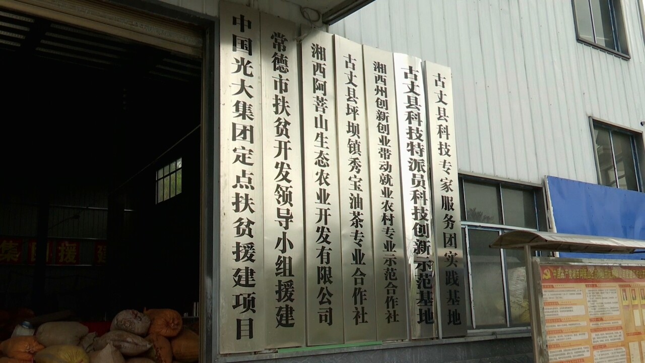 古丈县油茶产业：传统与现代的有机融合