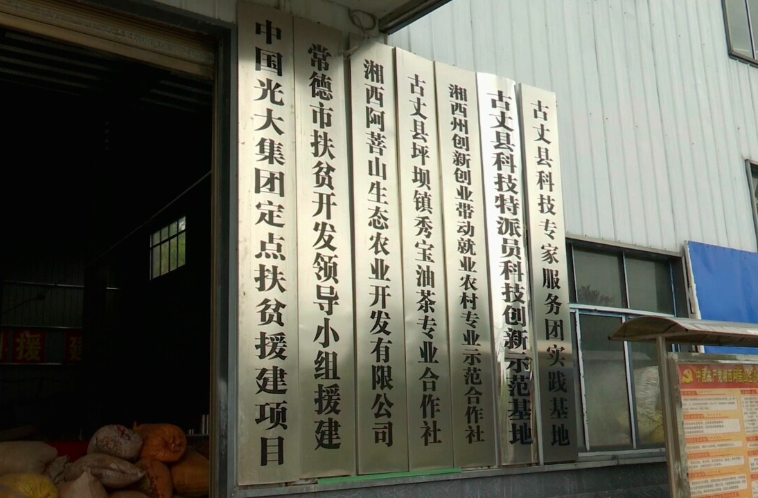 湘西古丈县油茶产业：传统与现代的有机融合