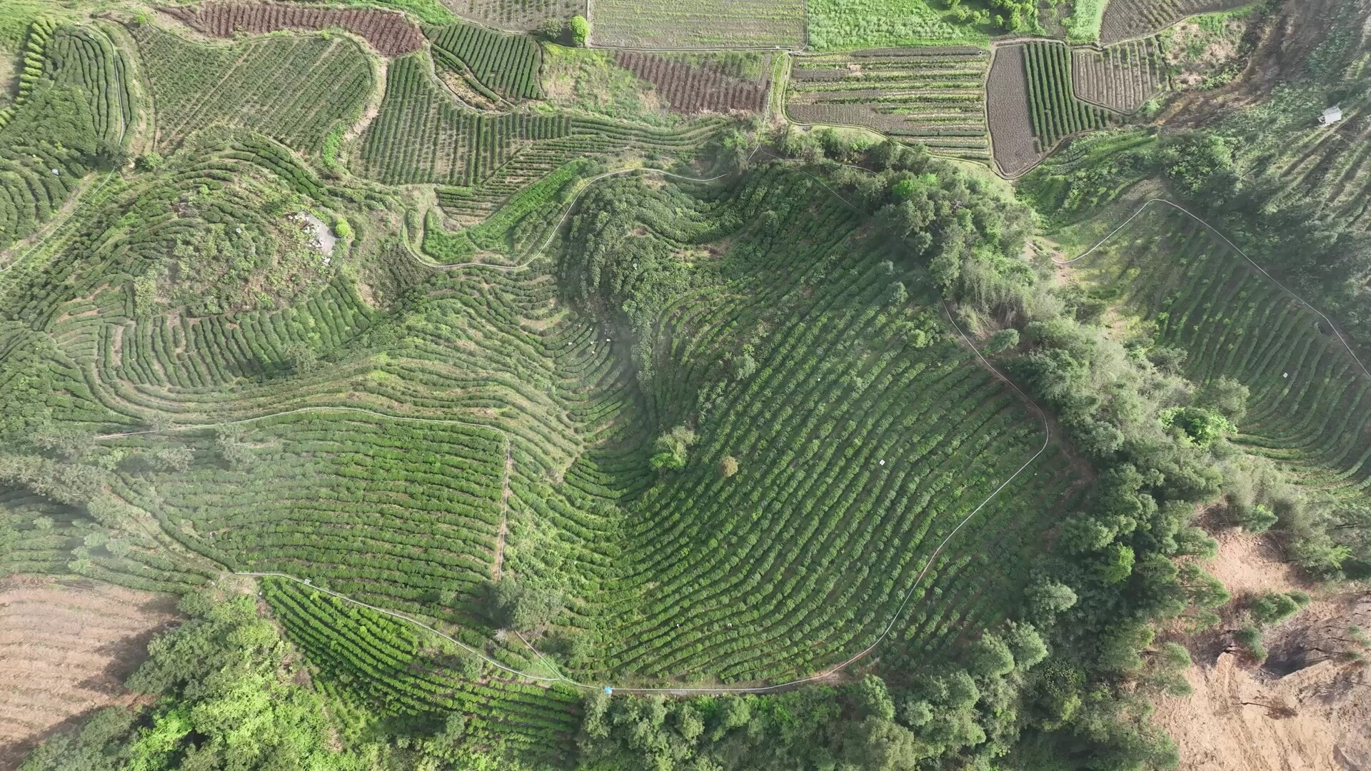 古丈秋茶飘香 产销两旺绘就振兴图景