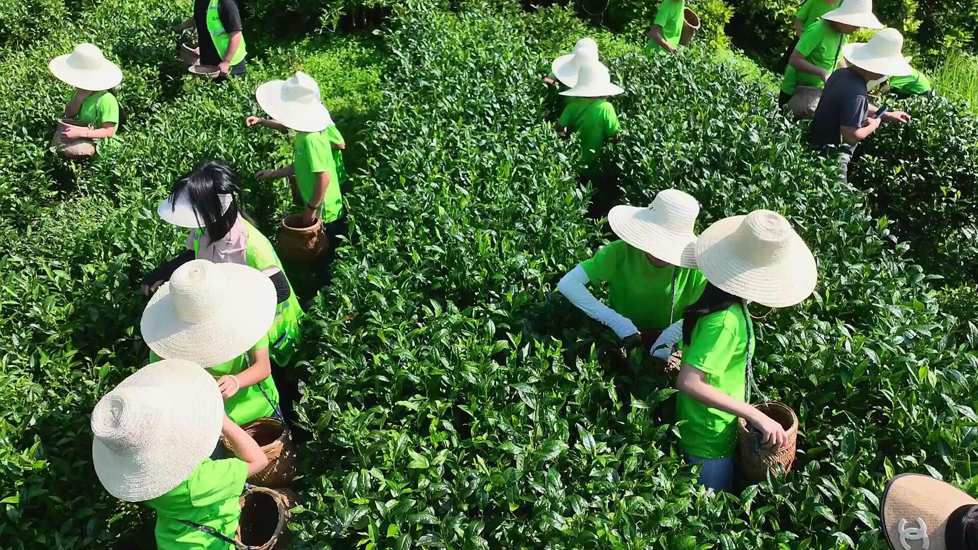 古丈茶香暑夏忙，非遗薪火润童心