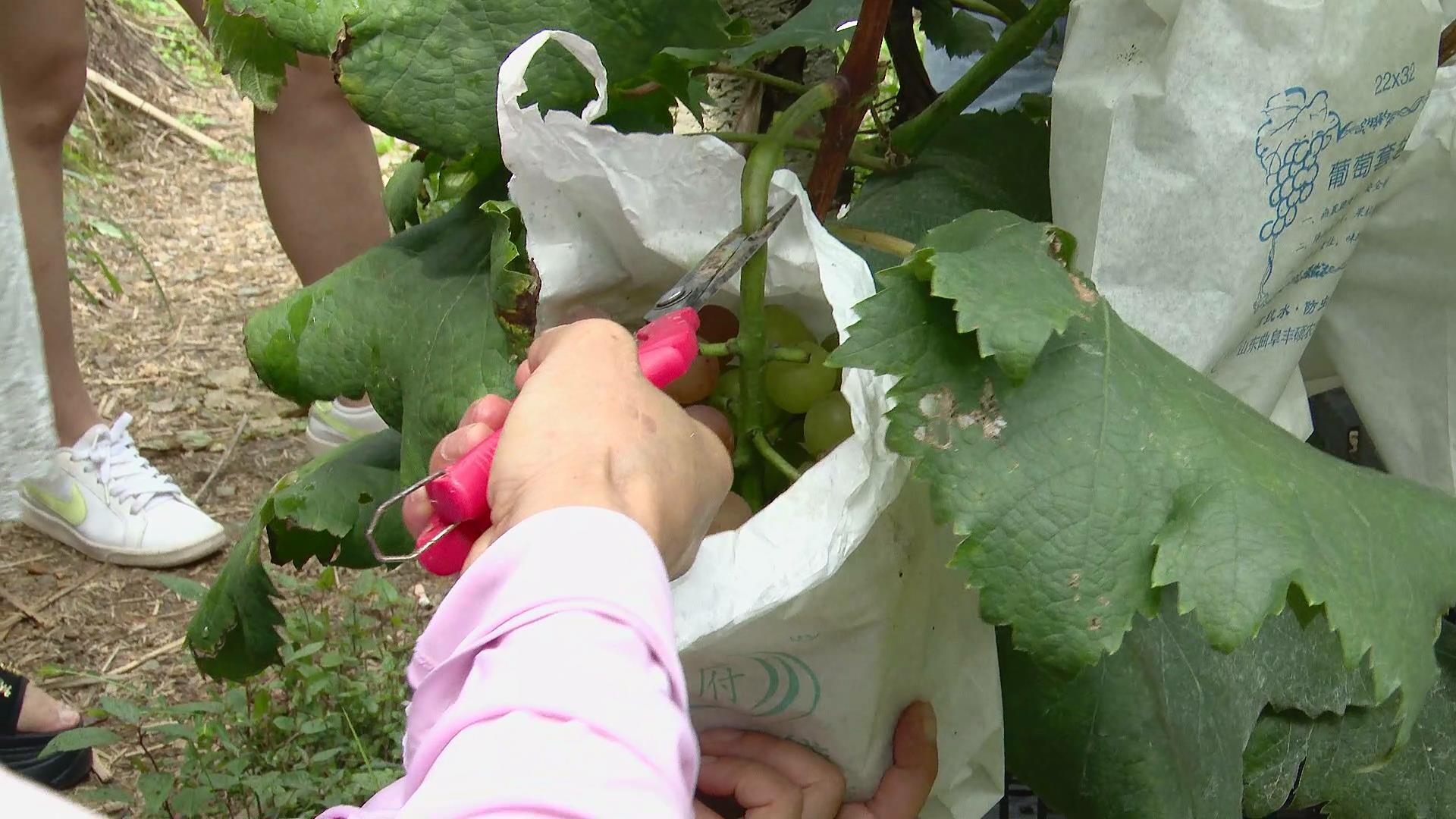 古丈县且茶村葡萄园丰收：串串葡萄醉游人