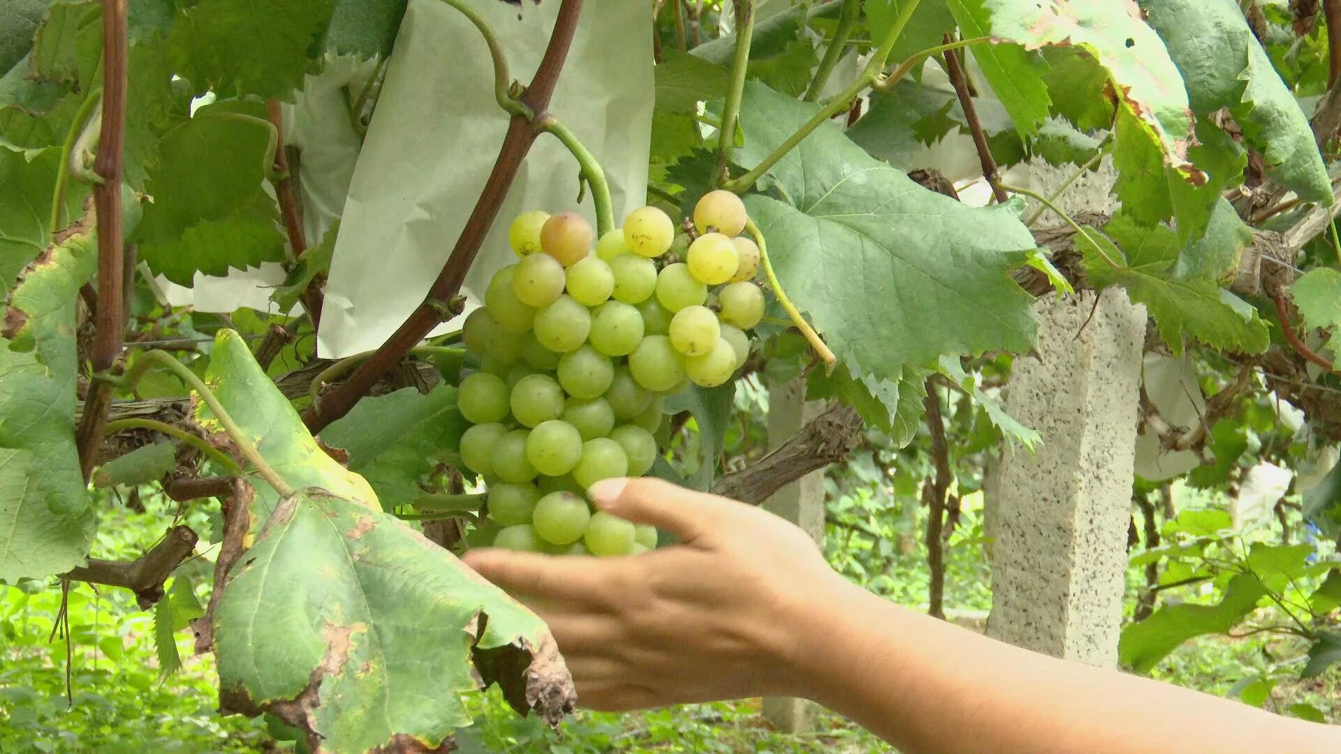 古丈縣且茶村葡萄園豐收：串串葡萄醉游人