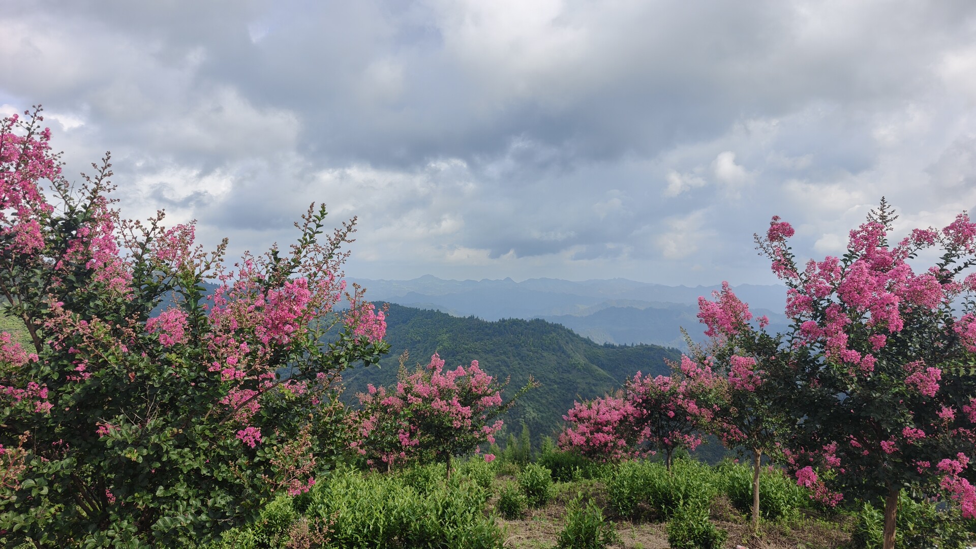 大美湘西——云端花海，古丈杨家河千株紫薇悬崖怒放