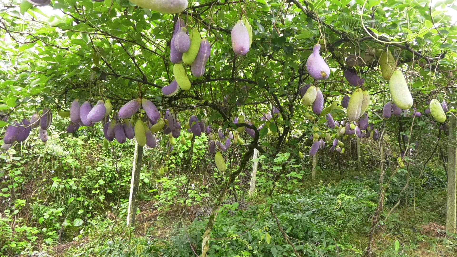 湘西古丈断龙山镇八月瓜喜获丰收