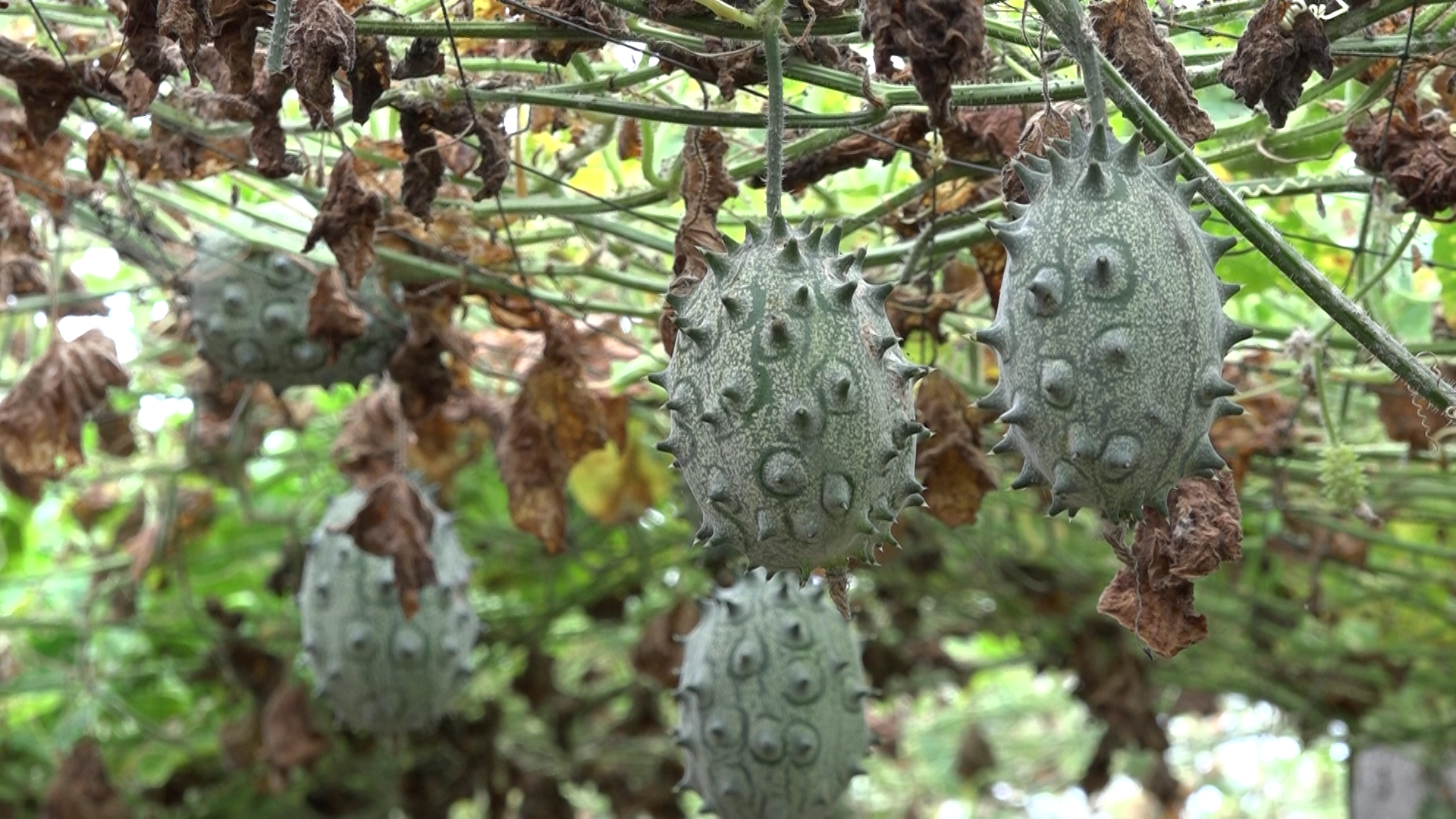 湘西古丈：田家洞村刺角瓜丰收 特色农业拓宽村民致富路