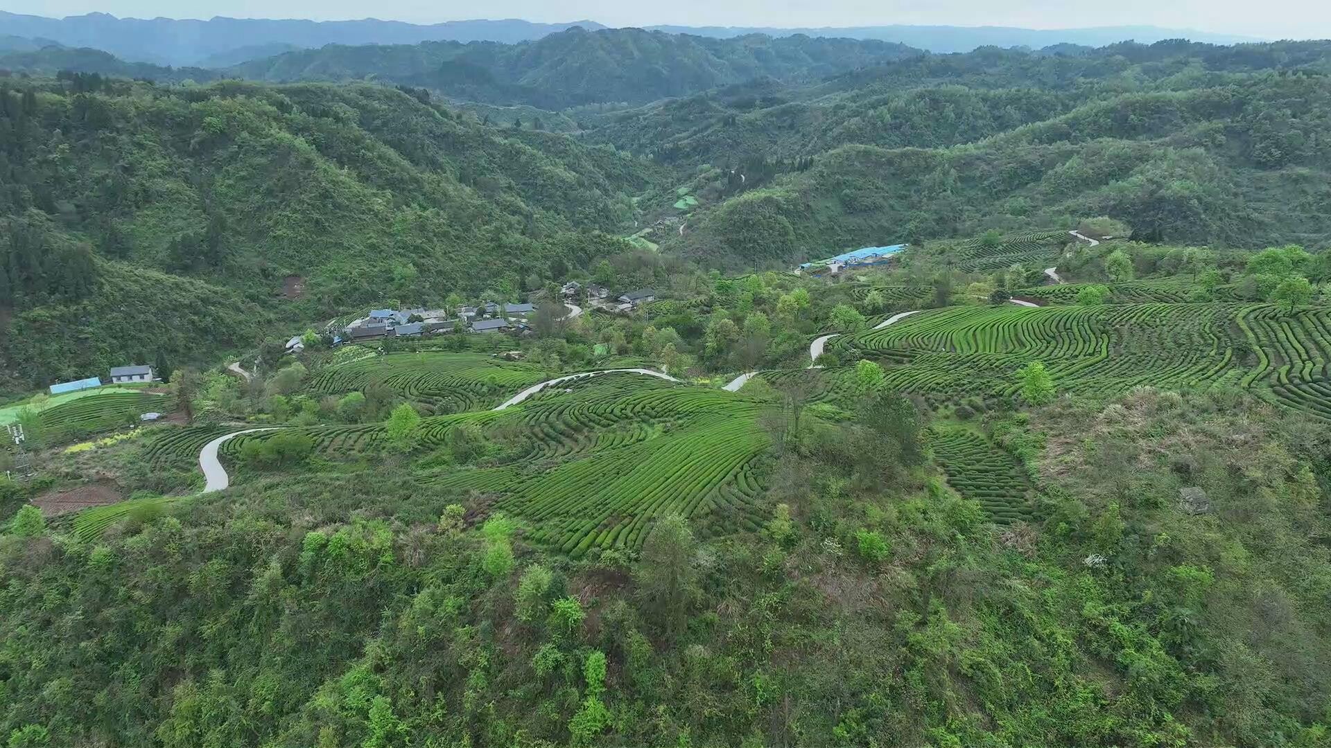 古丈茶叶香飘海外 有机茶乡开拓国际市场