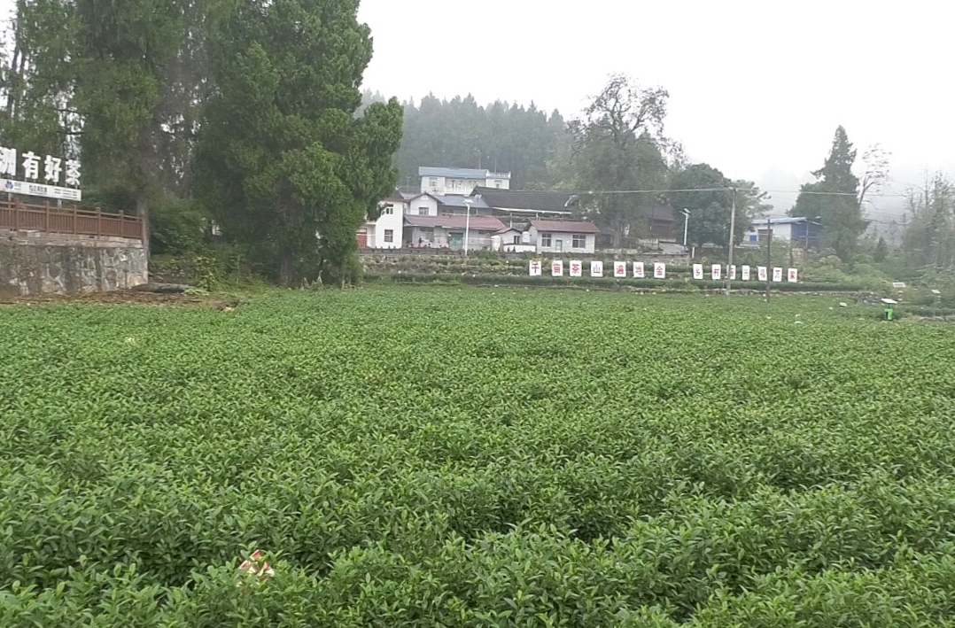【“镇”在振兴】湘西古丈县断龙山镇：守底线促发展优环境 绘就乡村振兴新图景