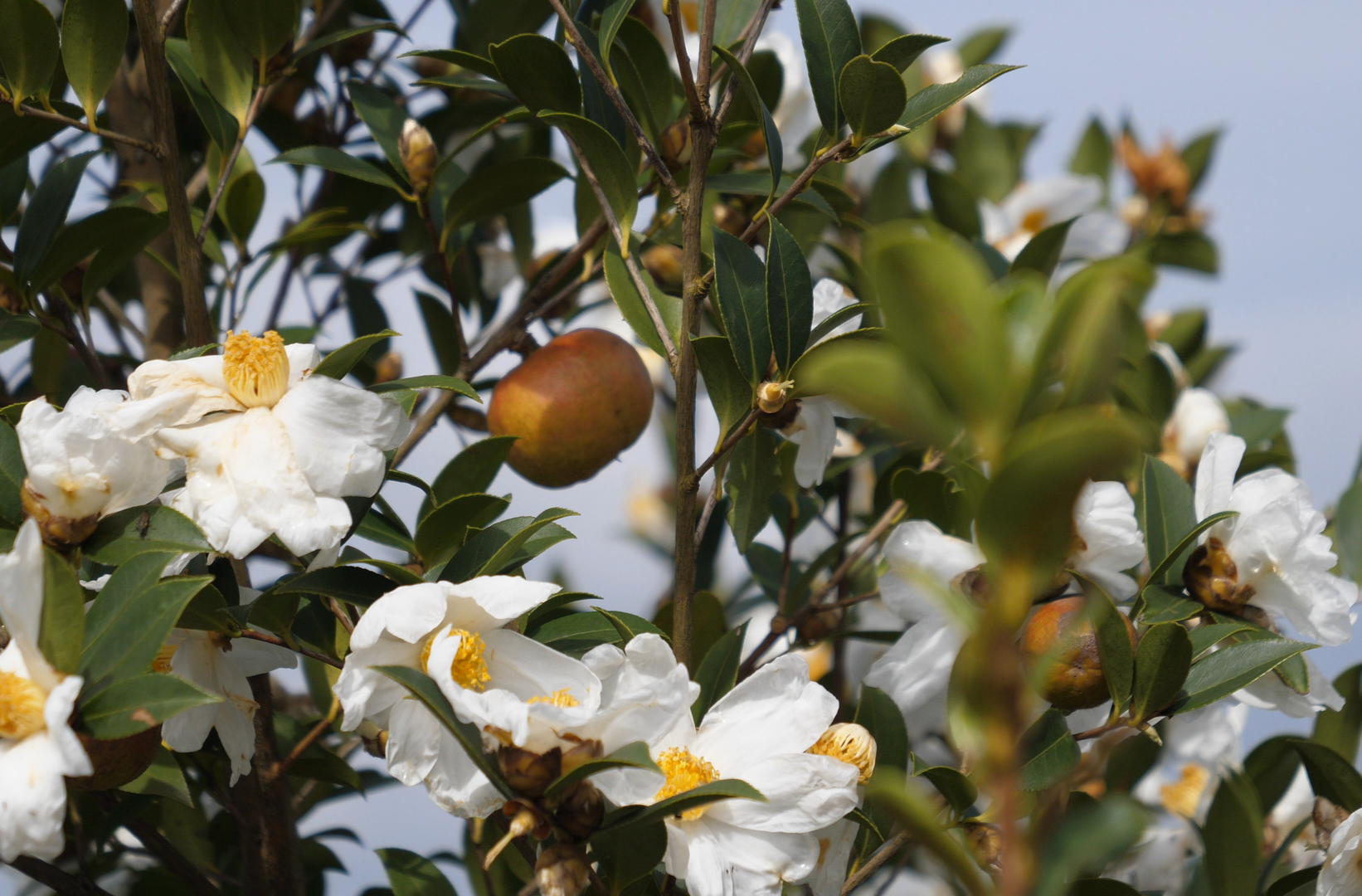 湘西古丈：油茶田间办培训  干货满满助增收