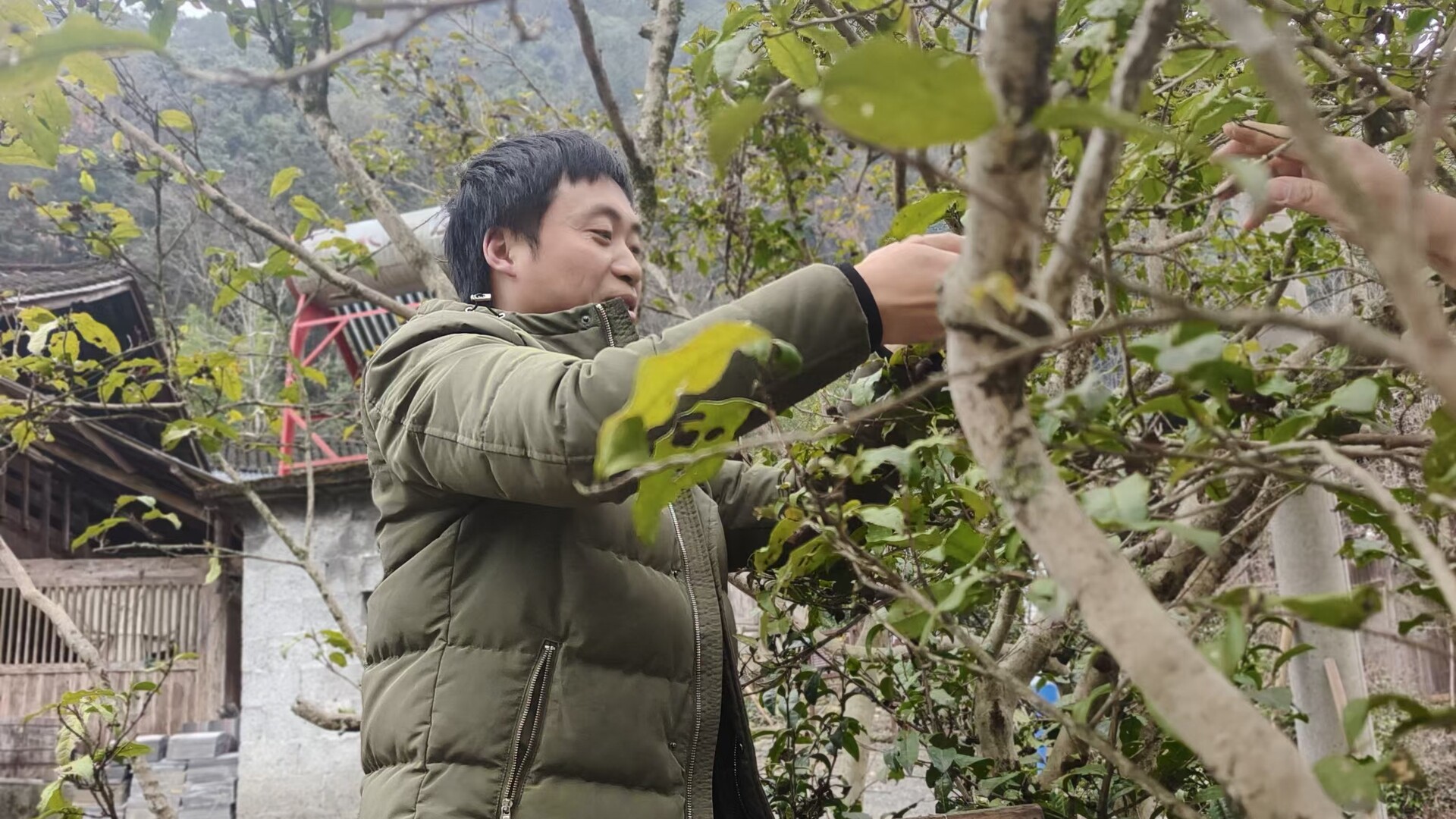 古丈县三措并举走出古茶树保护新路径
