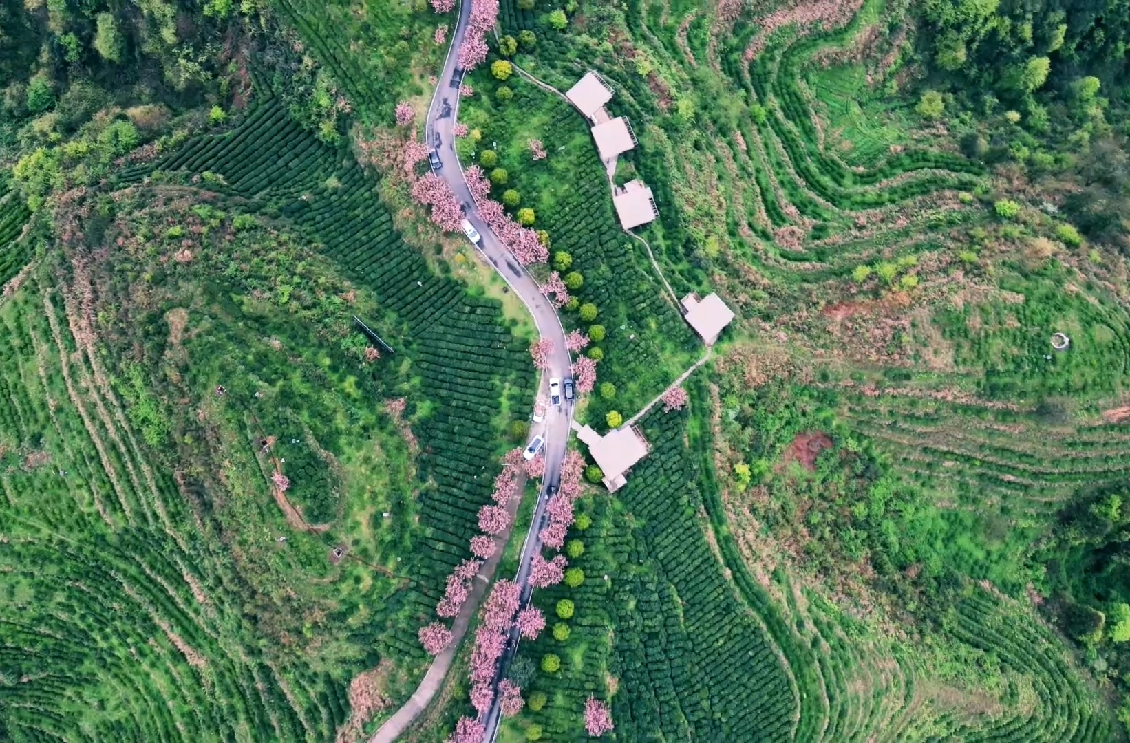 茶旅融合促发展，古丈默戎镇书写乡村振兴新篇章