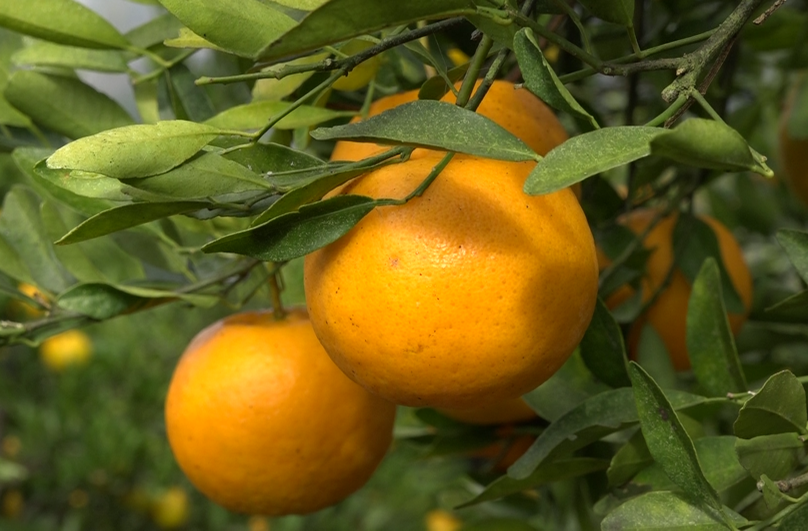 湘西古丈县红石林镇团结村：3700余亩柑橘迎丰收