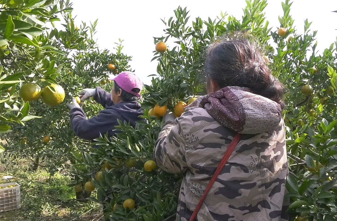 湘西古丈县红石林镇龙天坪村：柑橘喜丰收 搭桥助农拓销路