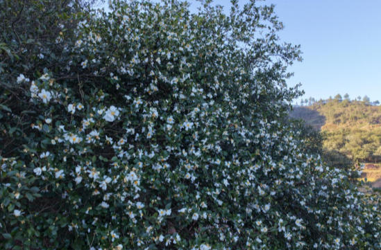 湘西古丈坪坝镇：油茶花开“溢”苗疆，产业“镇”兴正当时