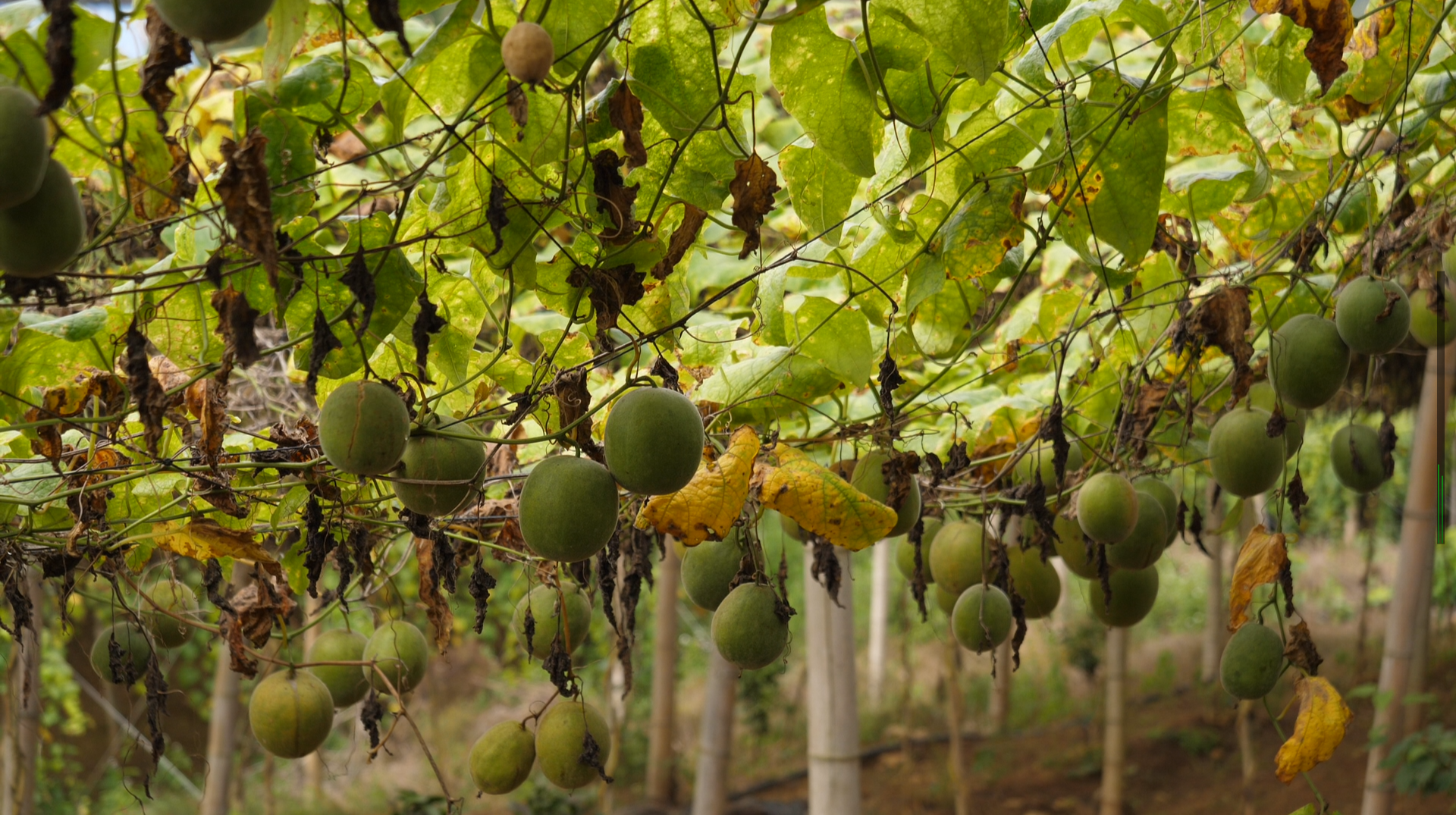 湘西古丈红石林镇罗汉果喜获丰收，铺就乡村振兴“甜蜜路”