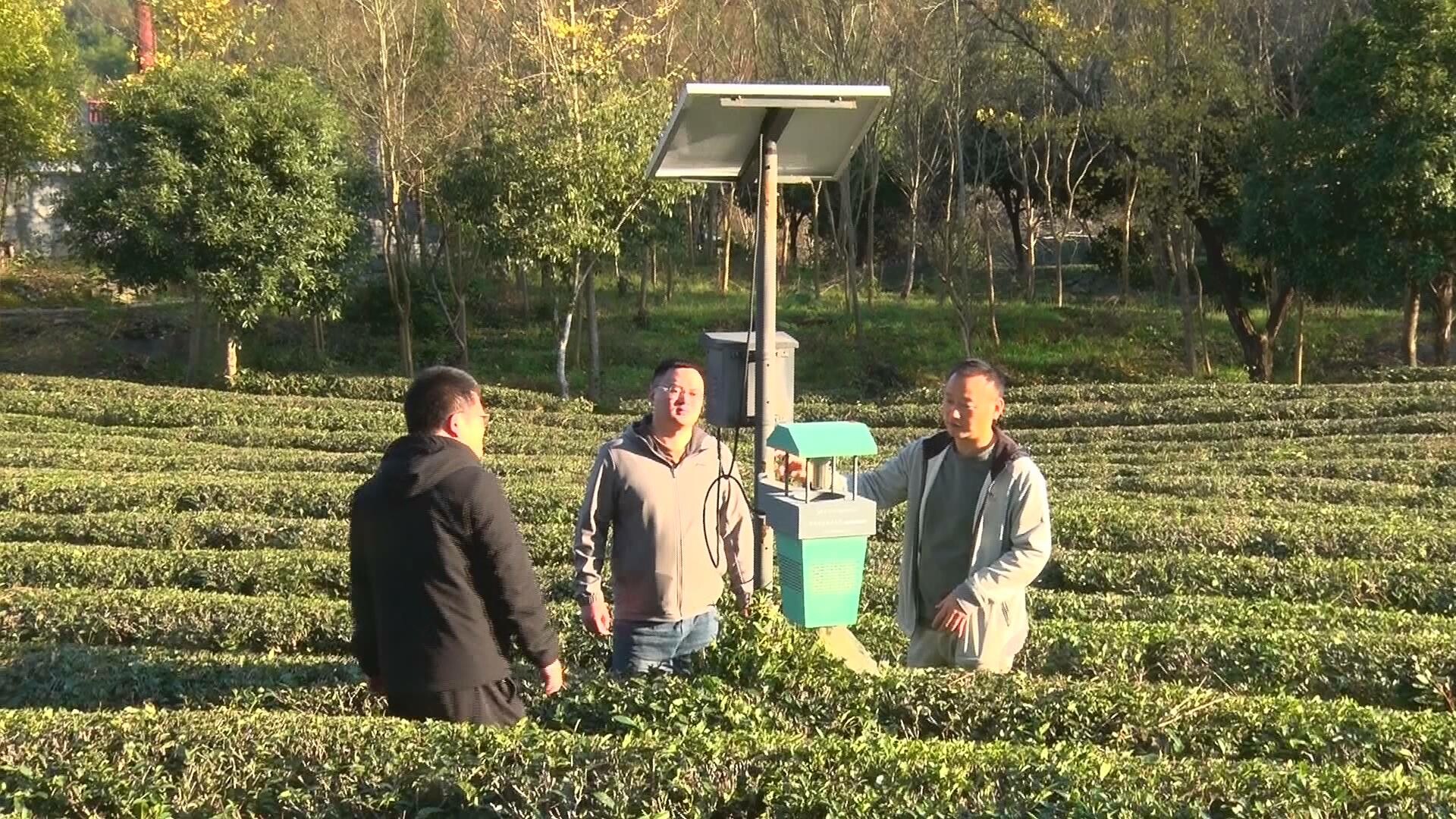 “湘茶云哨”：公共数据“跑起来” 赋能古丈县茶产业减灾增收