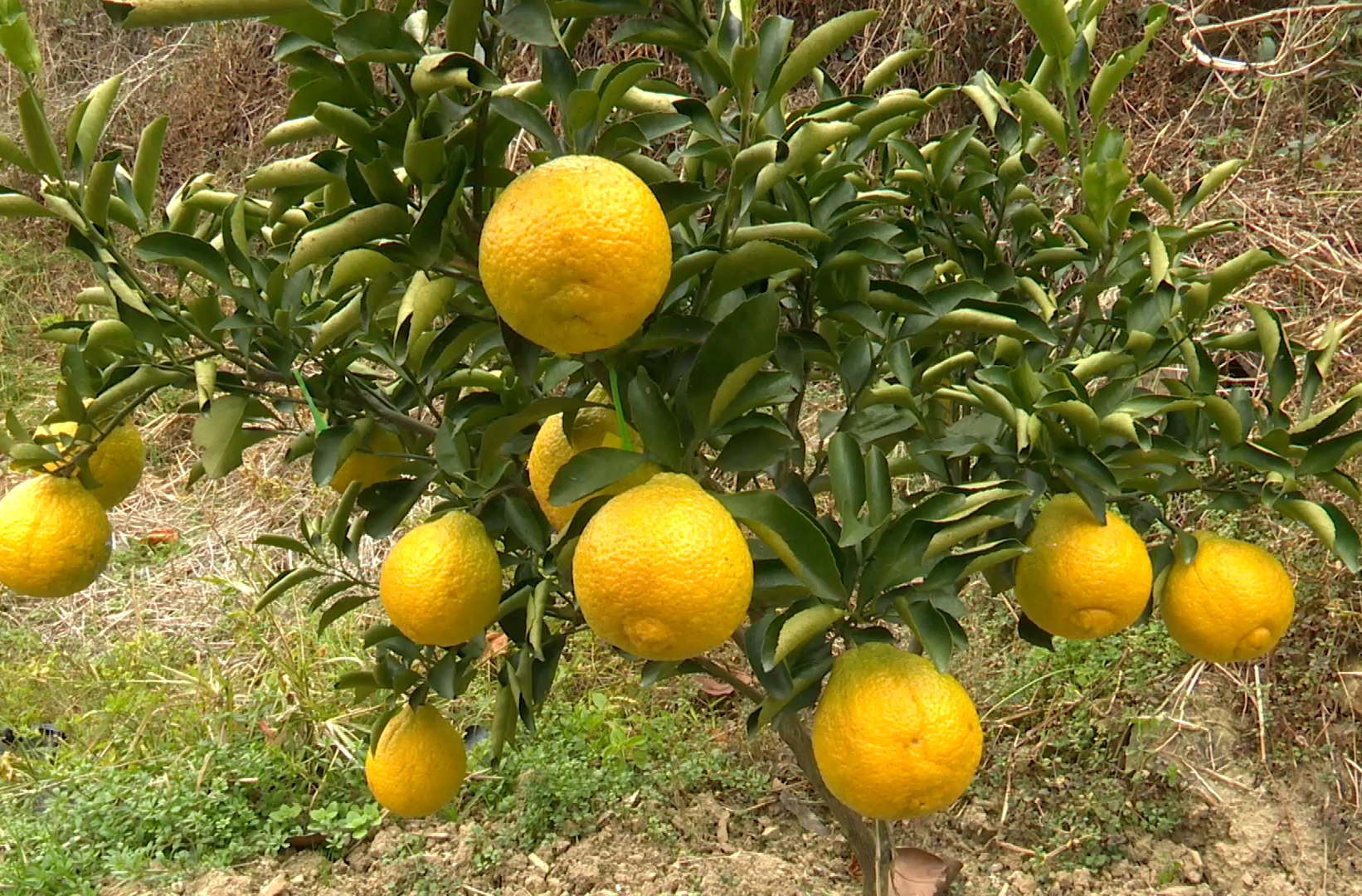 湘西古丈县官坪村：黄金贡柚迎首采  “多元农业+科技赋能”绘就乡村振兴新画卷