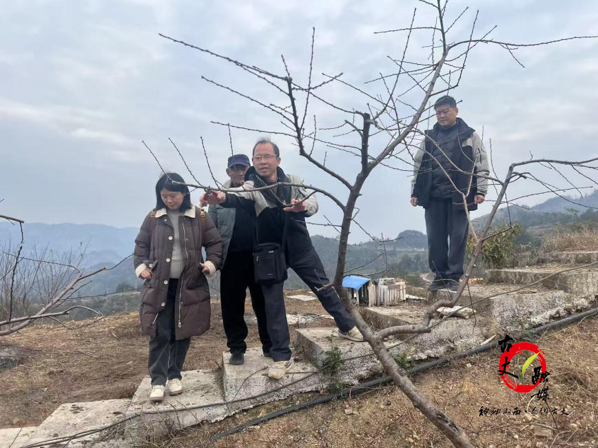 科技特派员田间“把脉”古丈特色农业迎“智”变​