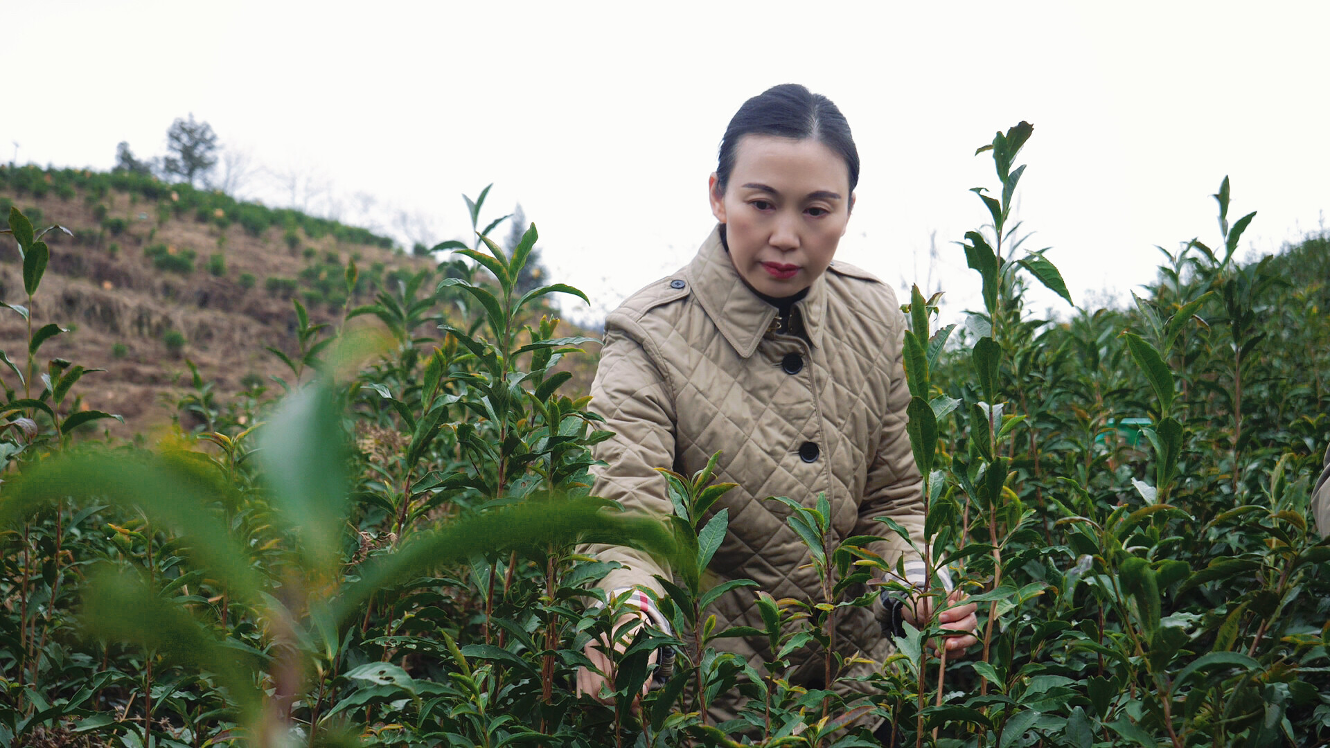 【跨越山海·民企力量之焕新】古丈百润茶业：四轮驱动破局传统茶业 探索乡村振兴“茶路径”