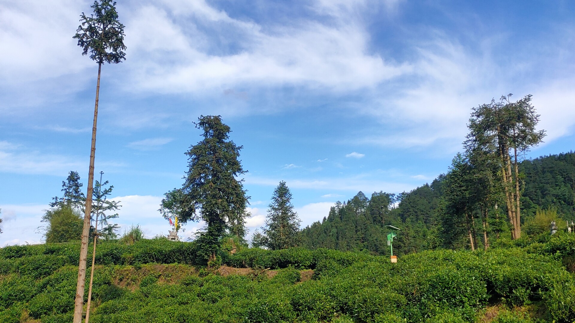 古丈特色农业助力乡村产业振兴