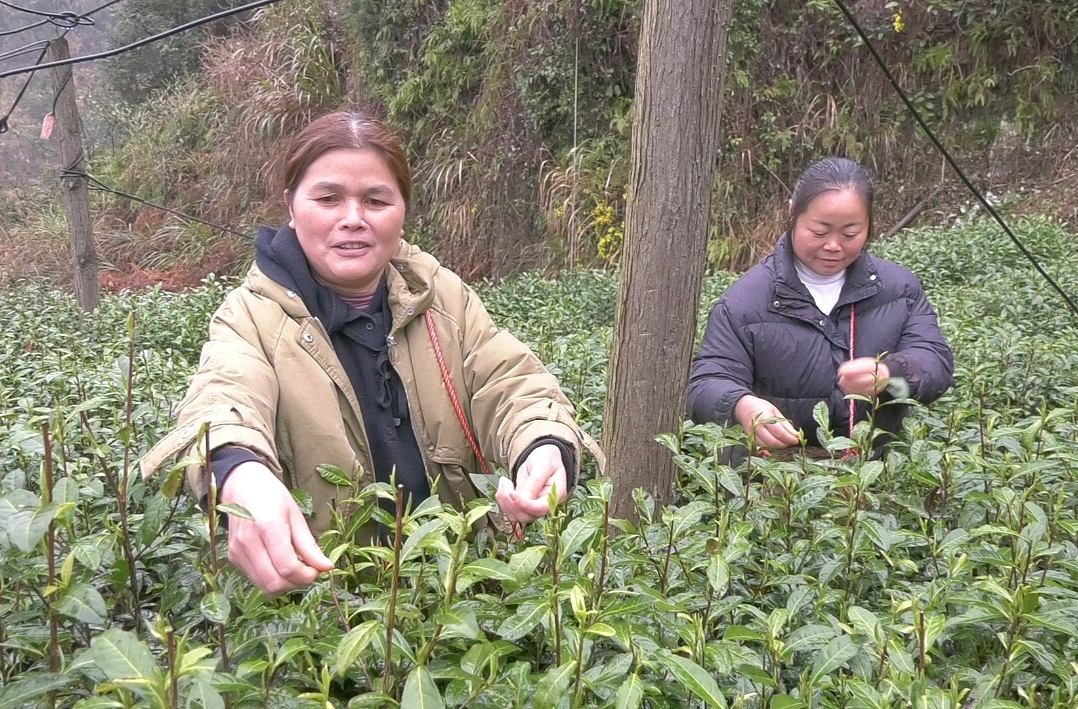 古丈县：复工复产抢农时 备战春茶正当时