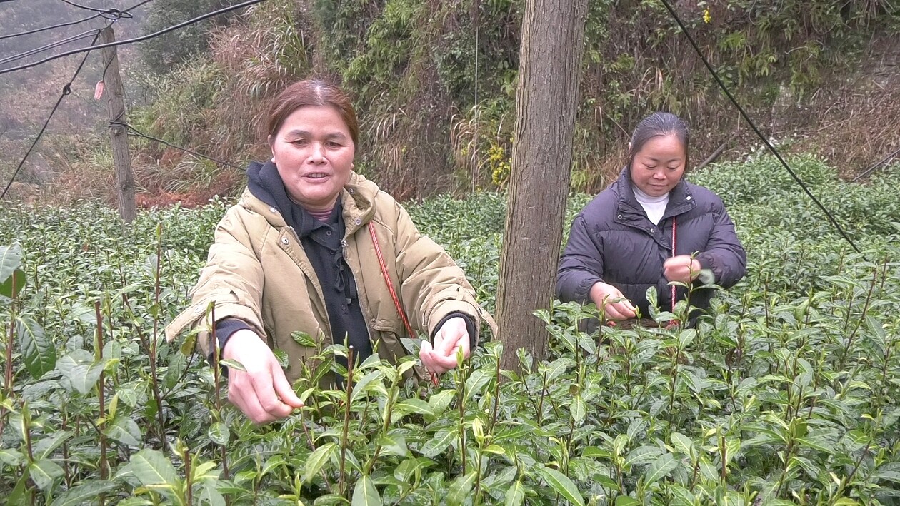 古丈县：复工复产抢农时 备战春茶正当时