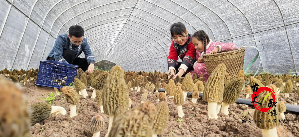 古丈：菌香绕寨暖汤锅 岩头寨羊肚菌土鸡炖出富民路