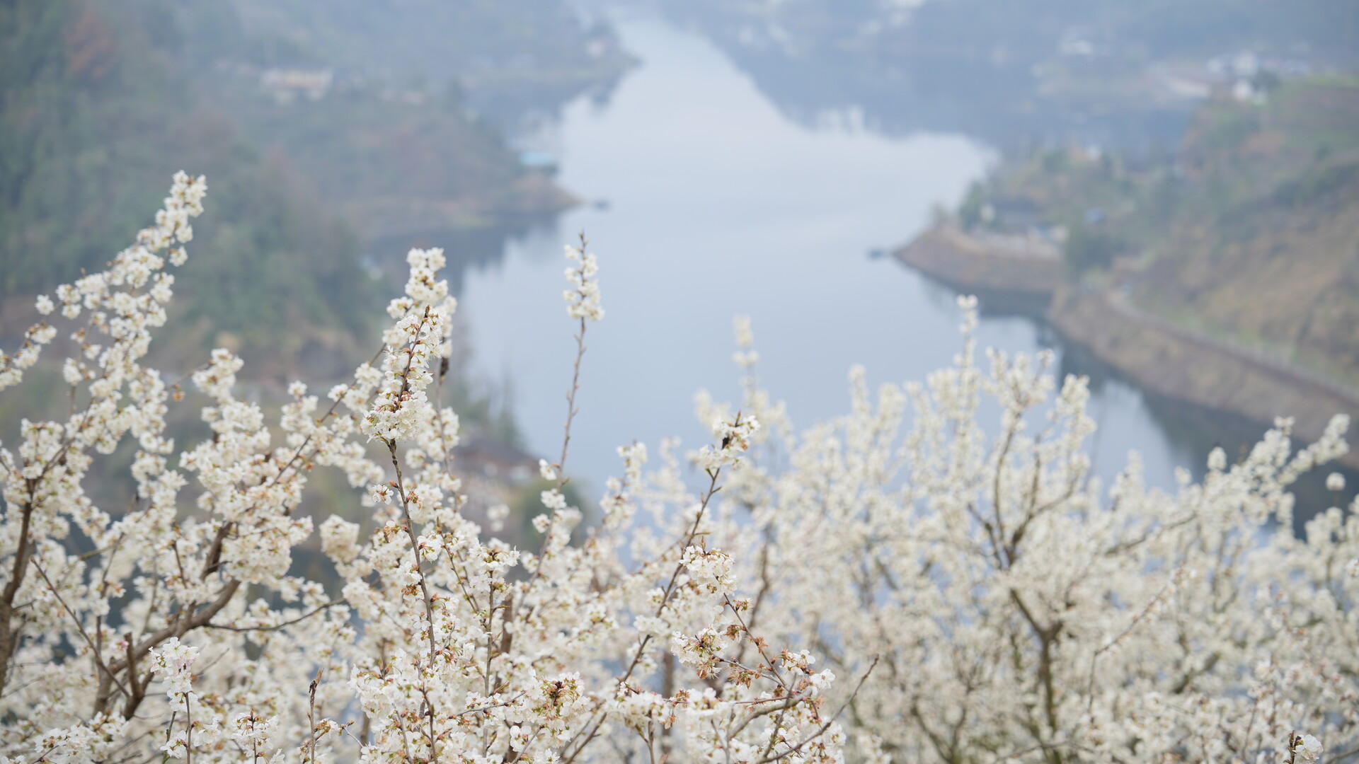 烂漫樱花扮靓古丈乡村 春日“赏花经济”引客来