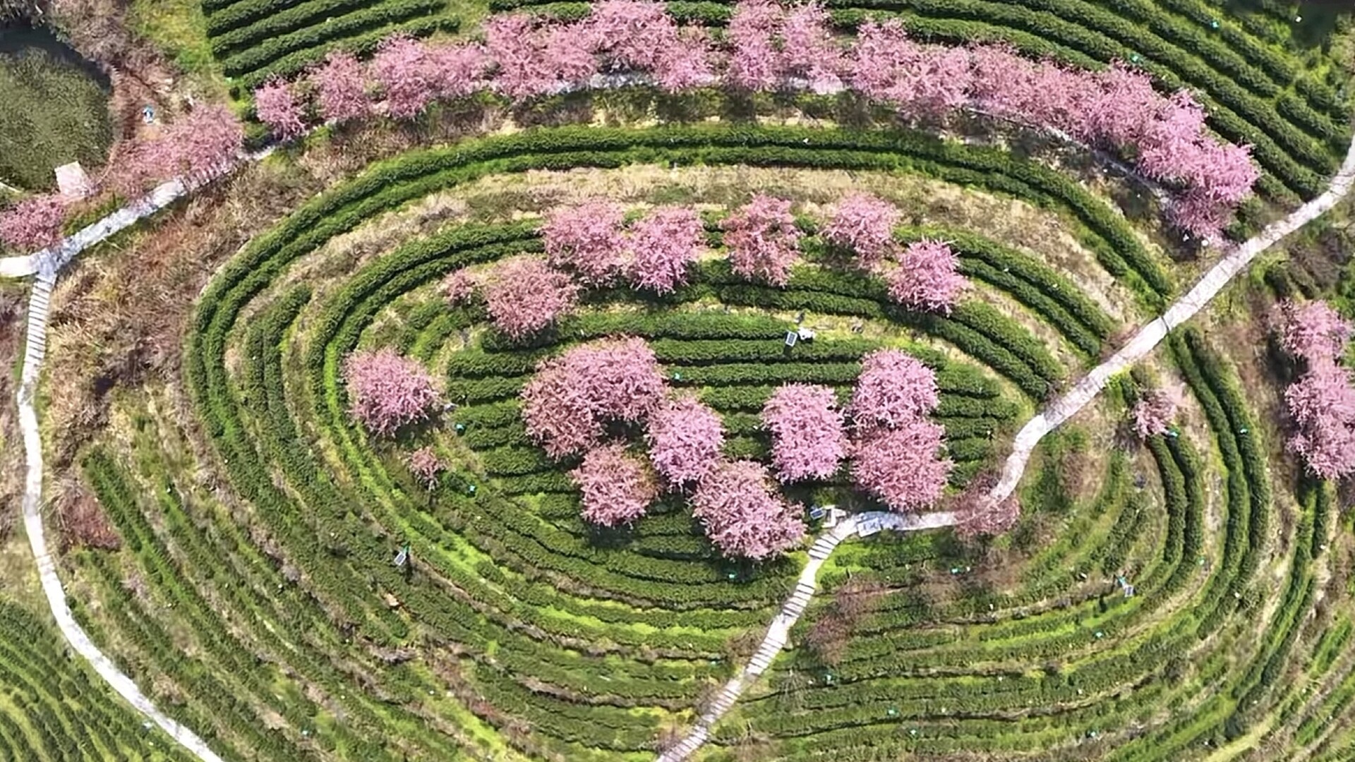 樱花烂漫映茶园 翁草苗寨春意浓  古丈县“茶林共生”模式绘就乡村振兴新画卷