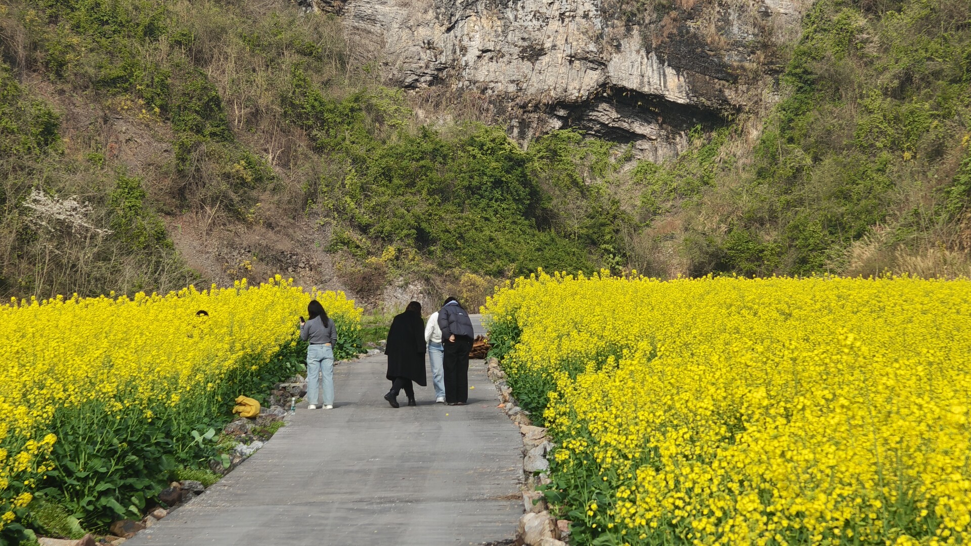 油茶花开引客来 苗寨中寨春意浓古丈县乡村旅游“花海经济”助力乡村振兴