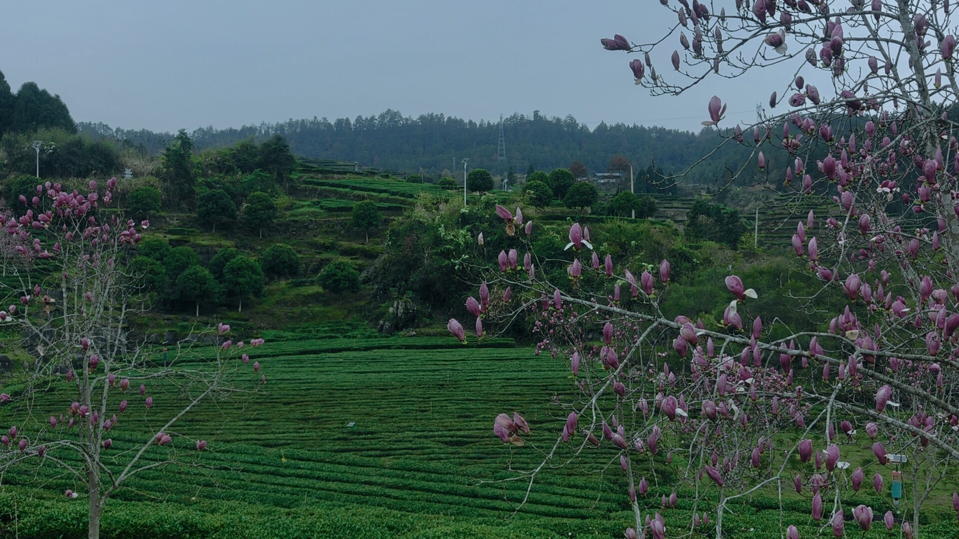 湘西古丈红石林：茶园春色“玉”见美，紫玉花开满山香