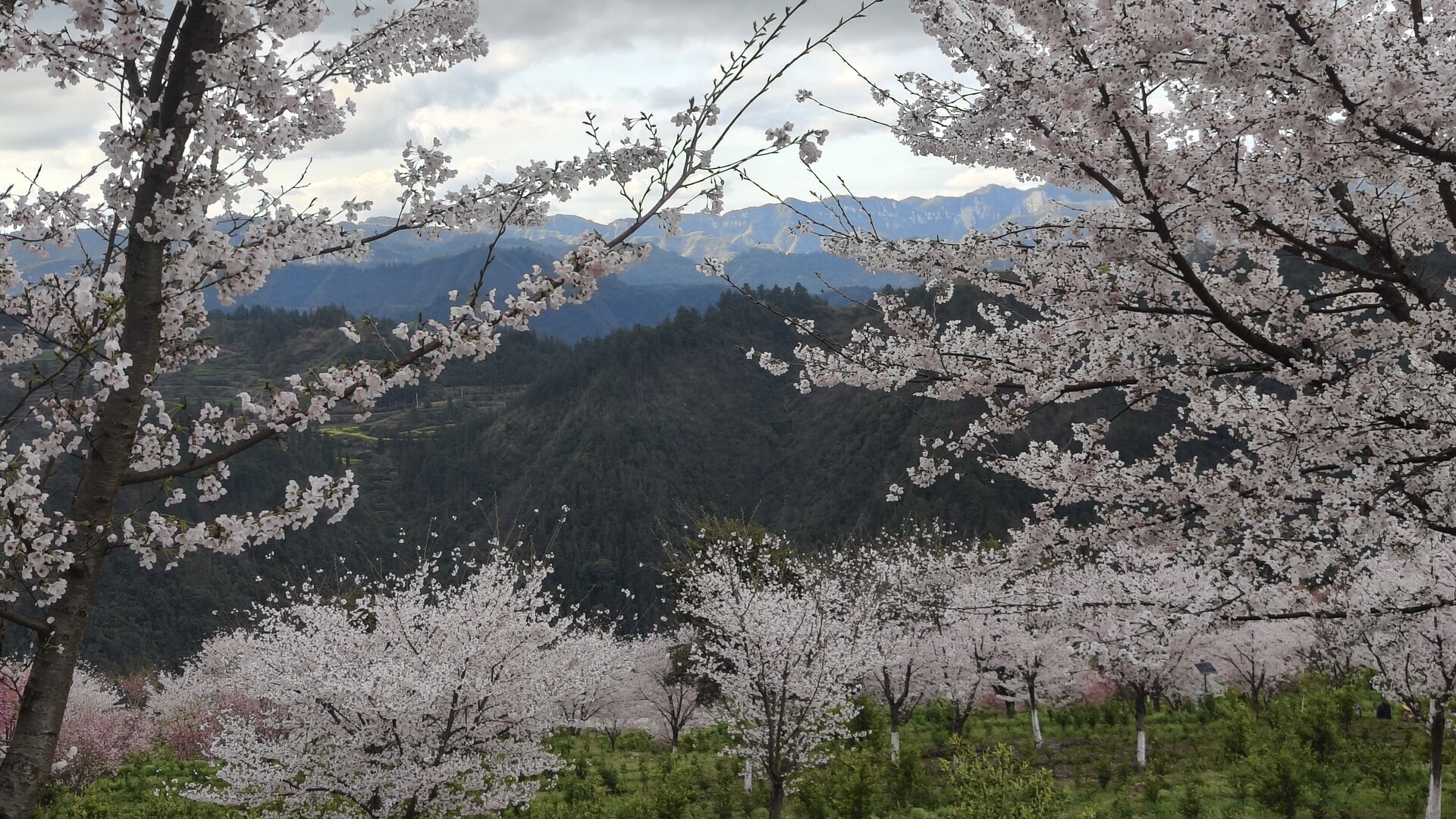 湘西古丈牛角山茶园春色“抢镜” 西南面百株樱花率先盛放