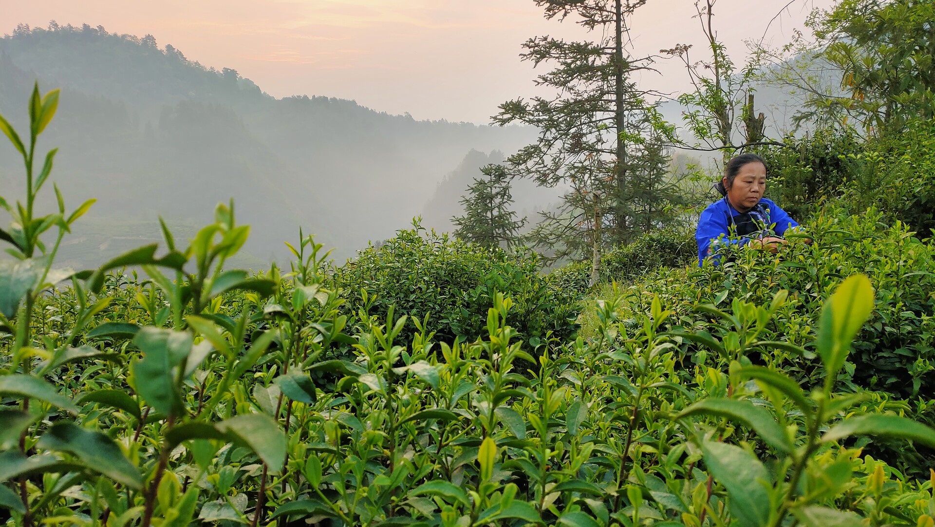 清明时节采茶忙——古丈县茶农抢采明前春茶