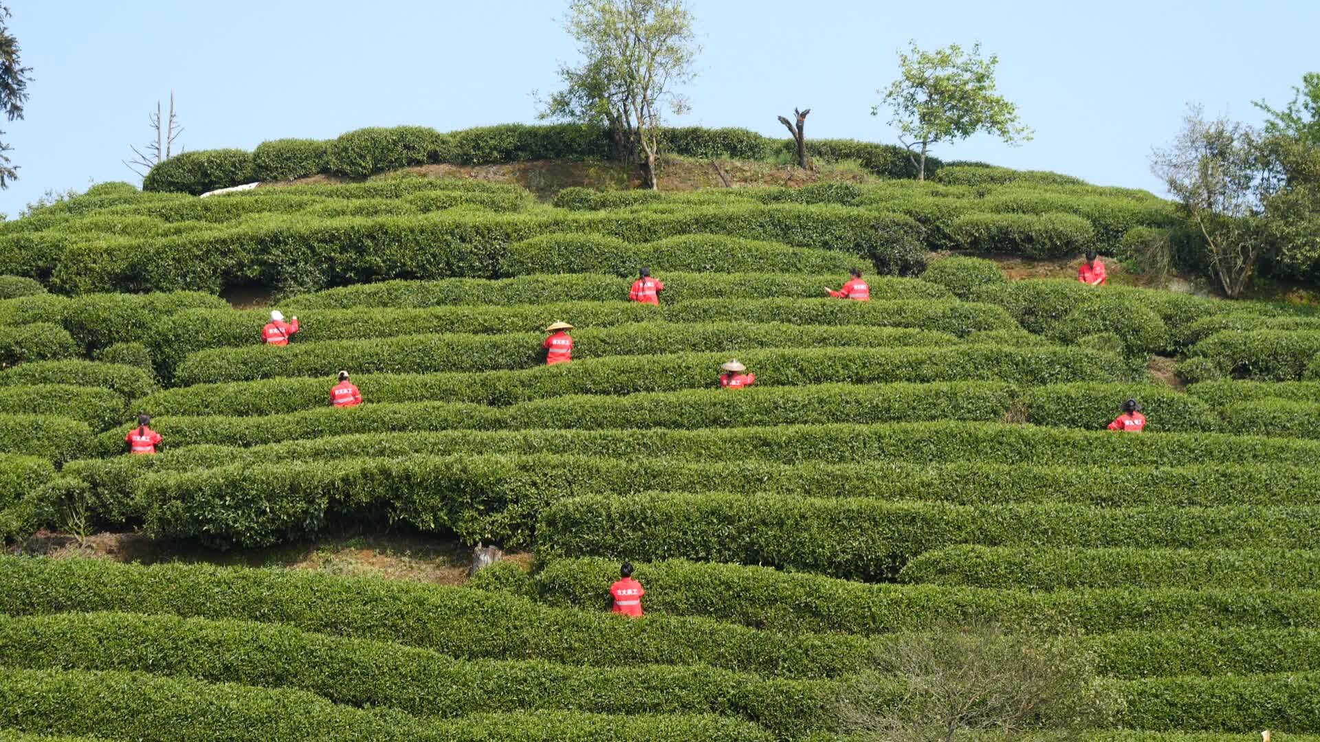古丈坪社区零工市场“古丈茶工”采茶队：以工助茶 以茶富民