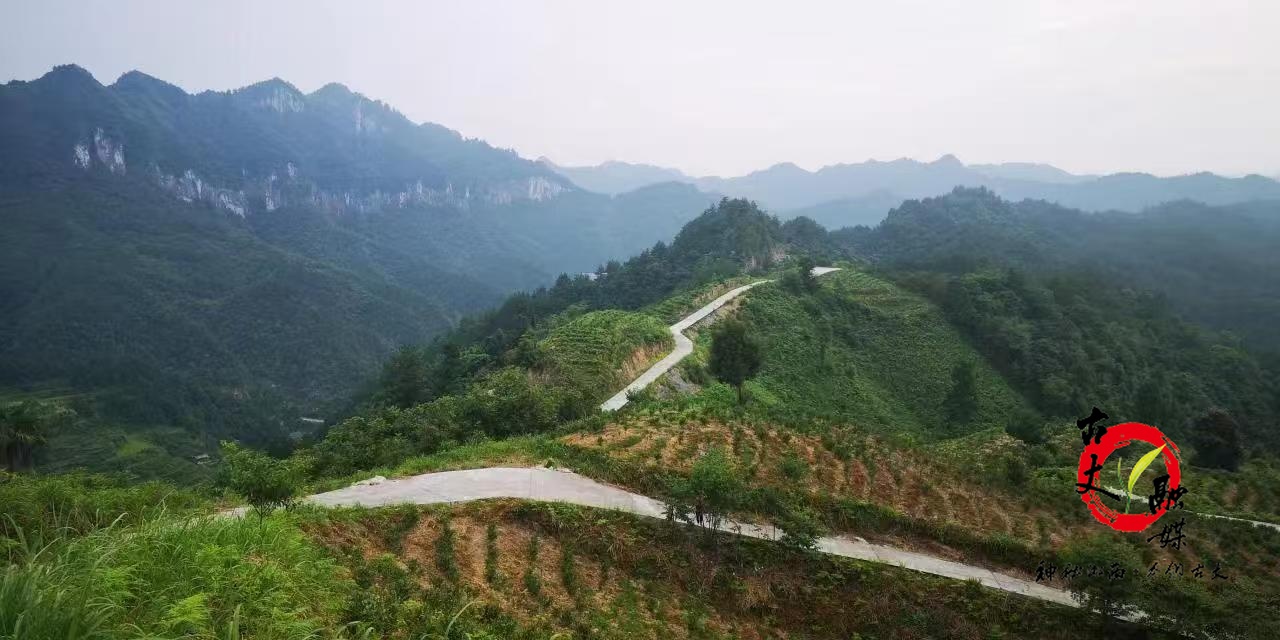茶韵本草融新香 古丈杜仲茶绘就乡村振兴新图景 —— 湘西百润以科技破壁，让“两片叶子”变山区“致富金钥匙”