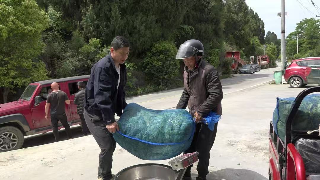 罗贤金：以茶为媒惠乡邻  茶香溢满致富路