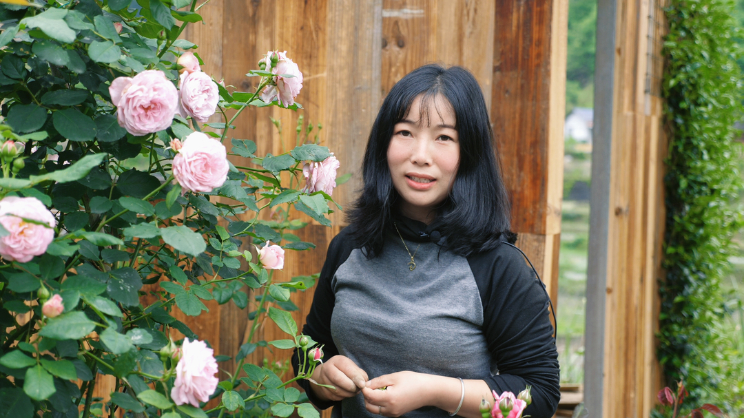 湘西古丈：“花田经济”绘新景 青年返乡打造“最美庭院”