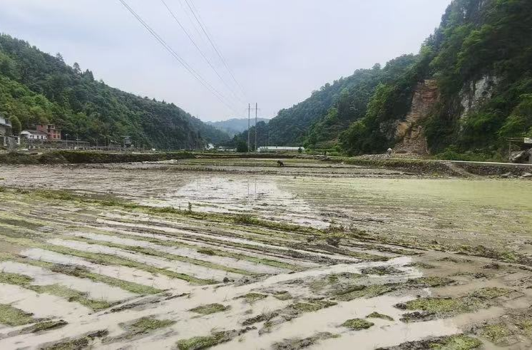 湘西古丈县扎实推进农业安全生产暨机插机抛工作 全力保障春耕生产提质增效