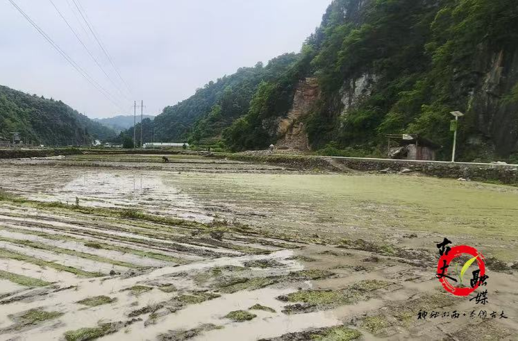 古丈县扎实推进农业安全生产暨机插机抛工作 全力保障春耕生产提质增效