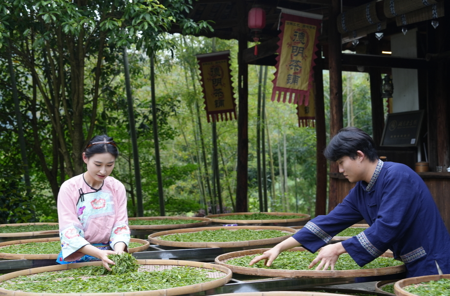 湘西古丈：举办红茶加工技艺暨非遗传承培训 赋能茶产业高质量发展