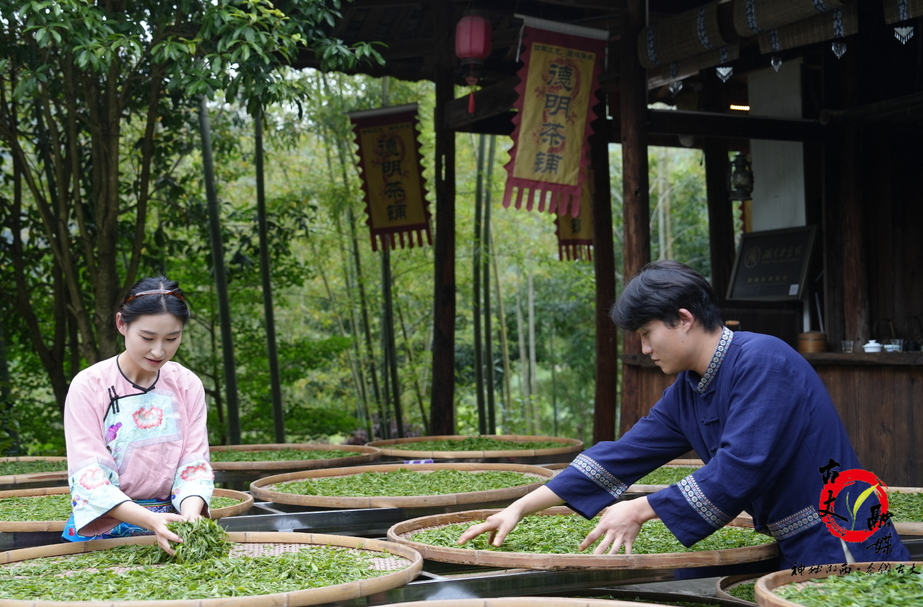 古丈县举办红茶加工技艺暨非遗传承培训 赋能茶产业高质量发展