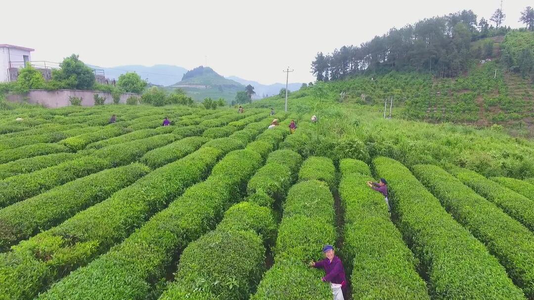 湘西古丈：龙头企业抢抓农时加工夏秋茶 助农增收彰显担当