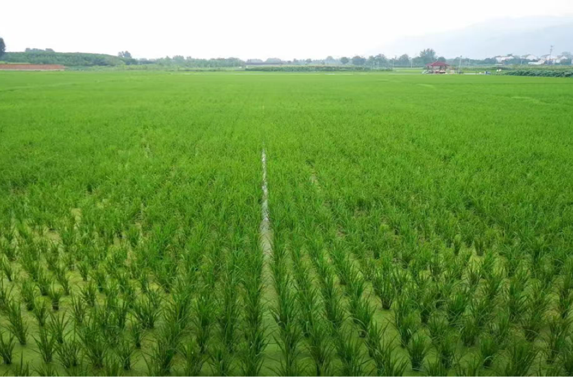 湘西古丈：人才物资双线驰援 科技特派员一线护航粮食安全