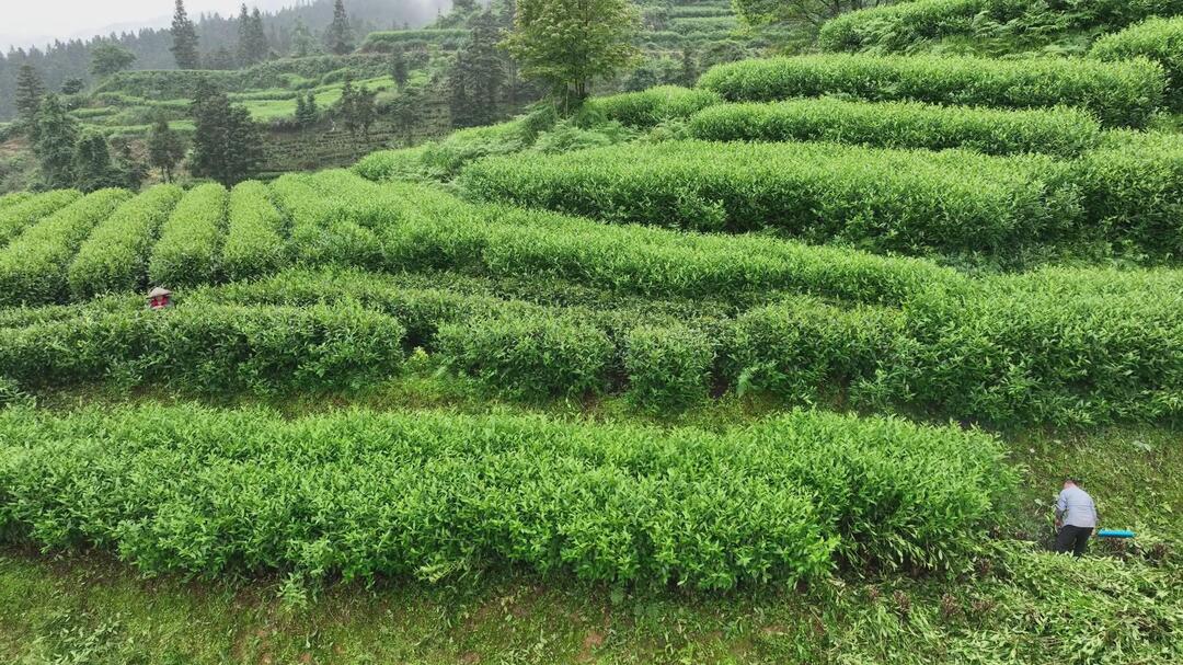 古丈：抢抓夏季茶园培管关键期 推动夏秋茶提质增效