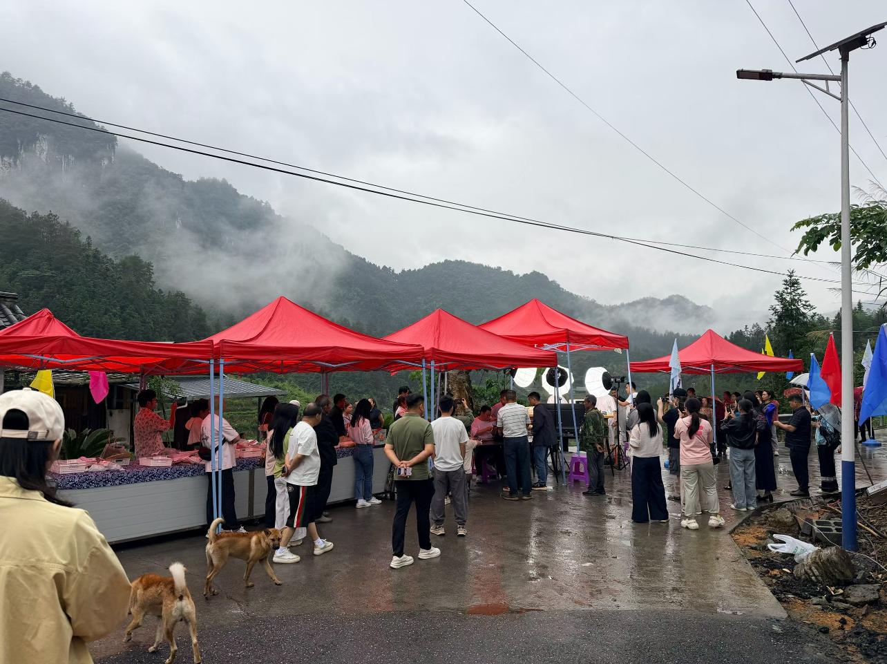 古丈：“政企携手+直播助农”新模式  助力古丈茶叶出圈热销